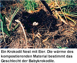 Ein Krokodil Nest mit Eier.